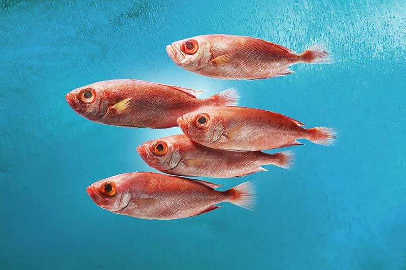 Big eye snapper