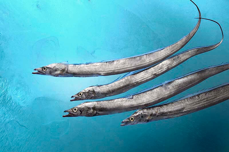 Ribbon fish